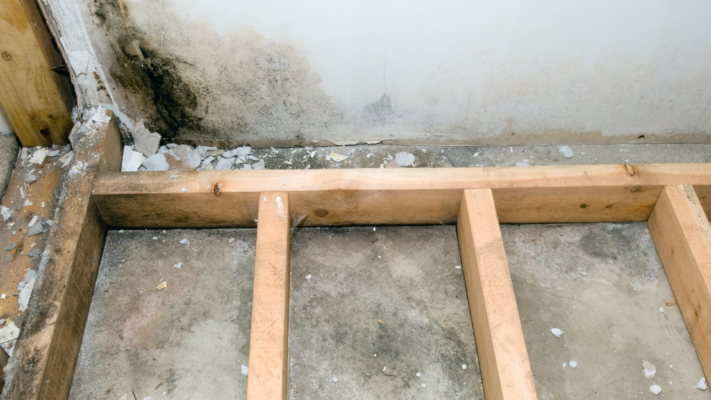 basement mold removal knoxville tn